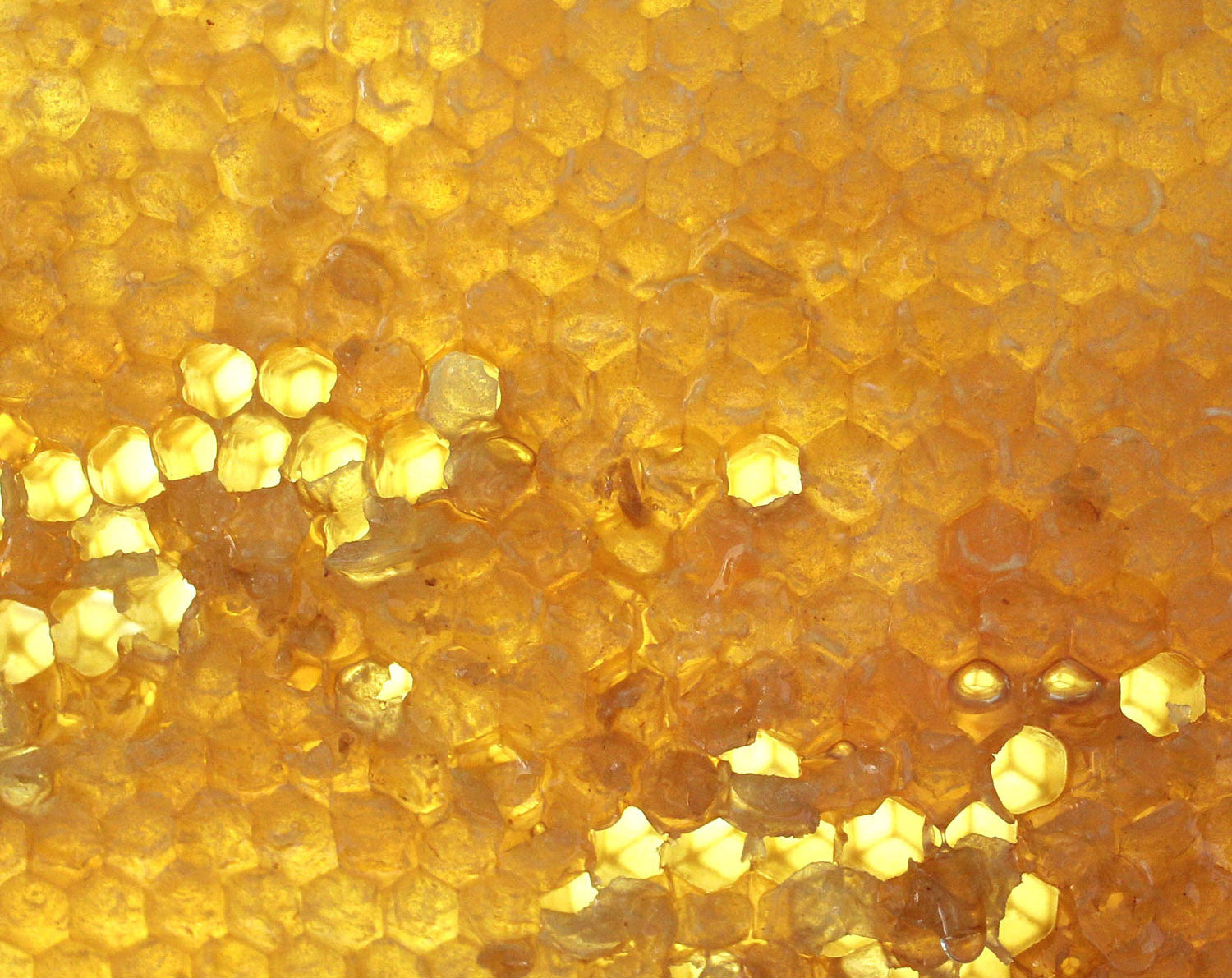 Mellifera Solid Perfume in Round Jar