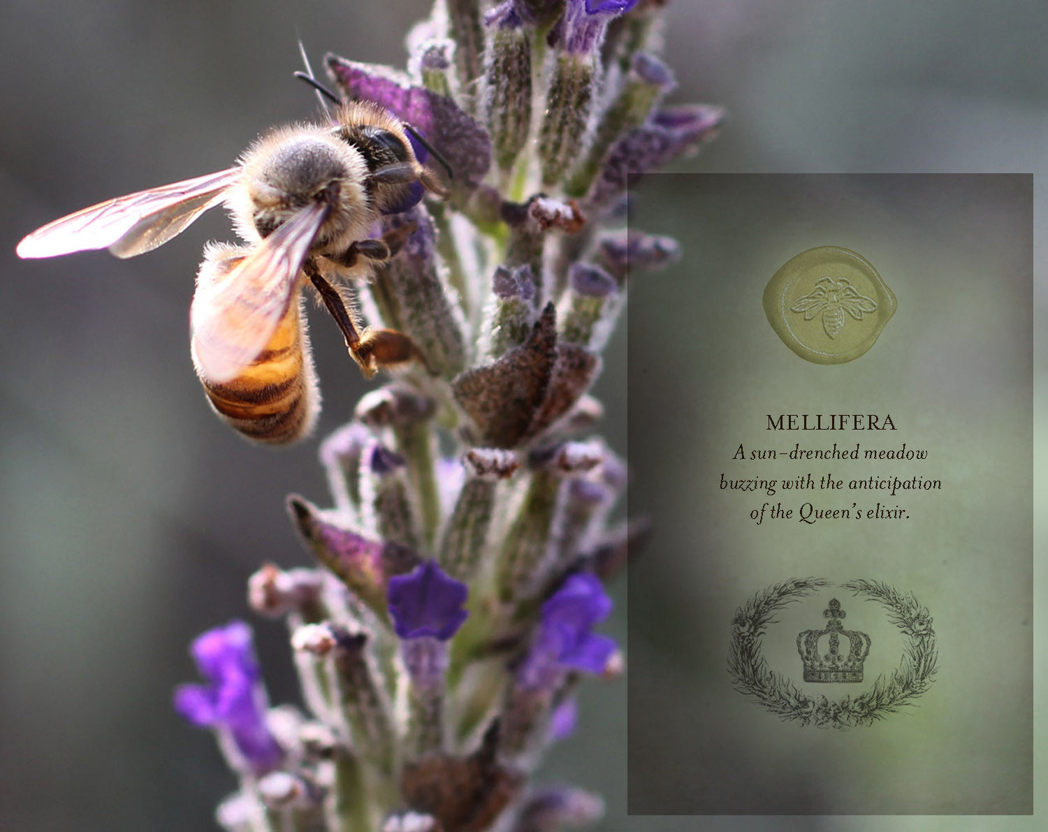 Mellifera Solid Perfume in Round Jar
