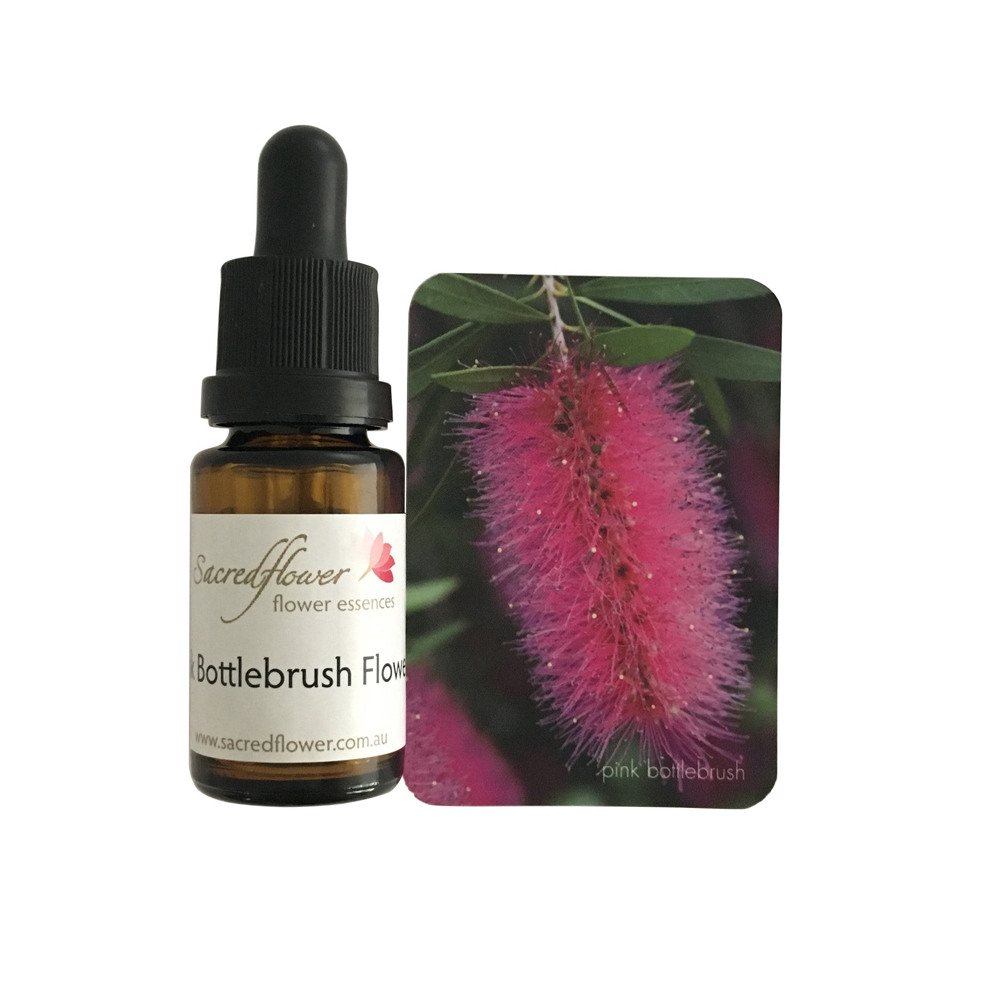 Pink bottle brush flower essence