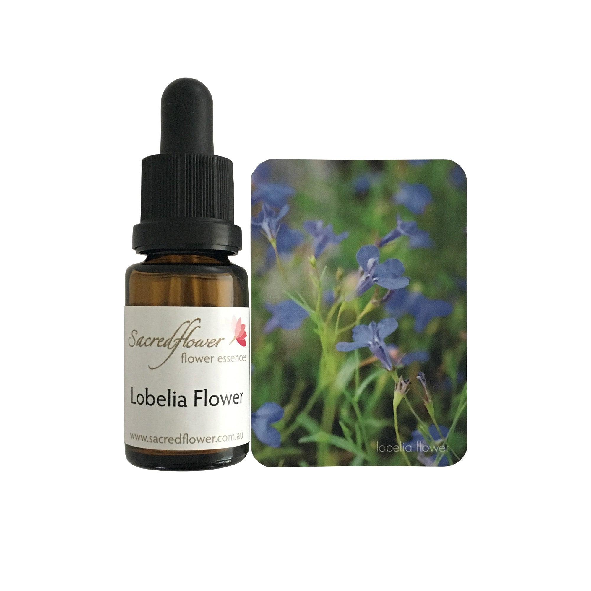 Lobelia flower essence
